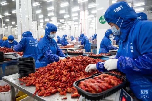 湖南南縣 小龍蝦帶動大產業