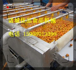 大型藍莓清洗機,溜溜梅清洗機型號原理,大型藍莓清洗機,溜溜梅清洗機型號原理生產廠家,大型藍莓清洗機,溜溜梅清洗機型號原理價格