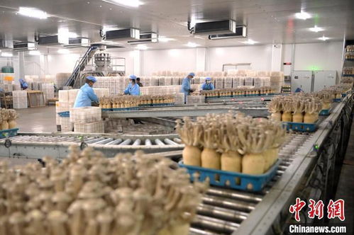 甘肅張掖 戈壁灘 小菌菇 成就 大產業