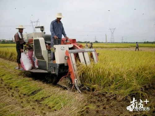 茂南五大農特優(yōu)品,誰是你的 菜