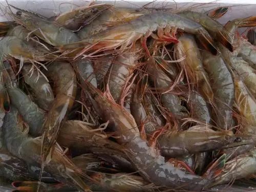 當心 海水蝦檢出鎘超標,吉林通報11批次不合格食品